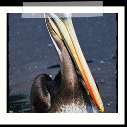 paracas_333
