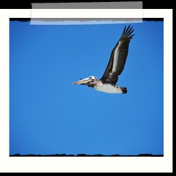 paracas_349