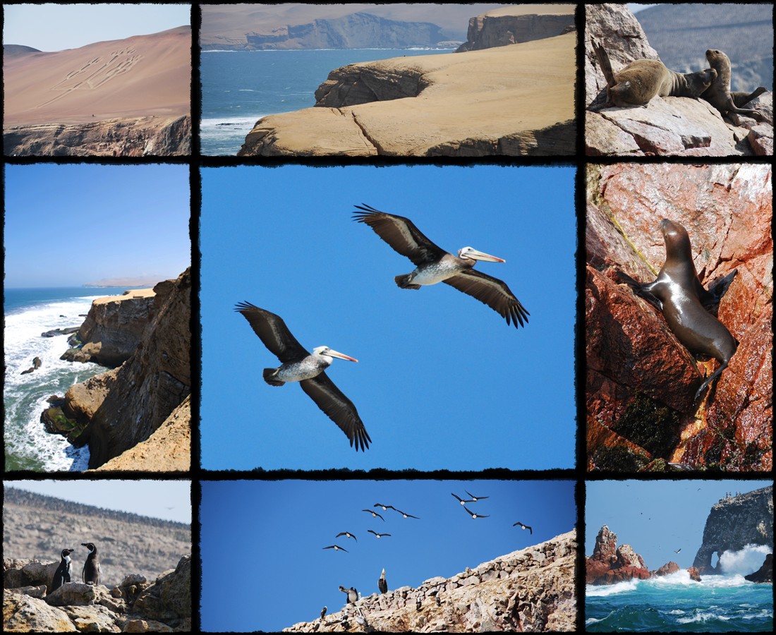 Ica, Isole Ballestas, Riserva Naturale Paracas, paracas national reserve, ballestas islands, gallapagos del peru, rezerwat narodowy paracas, wyspy ballestas, ocean peru, peru