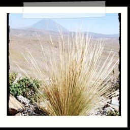 puno_chivay_077