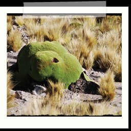 puno_chivay_135