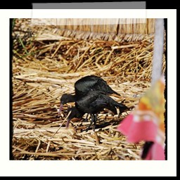 titicaca_lake_175