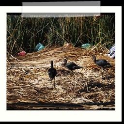 titicaca_lake_232