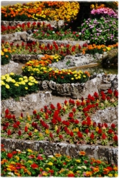 ravello_DSC_8320.JPG