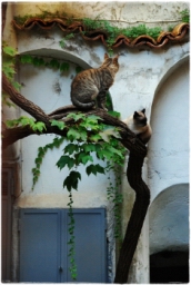 ravello_DSC_8389.JPG