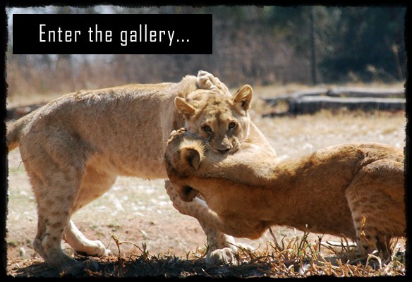 lion park, park lwow, parco dei leoni
