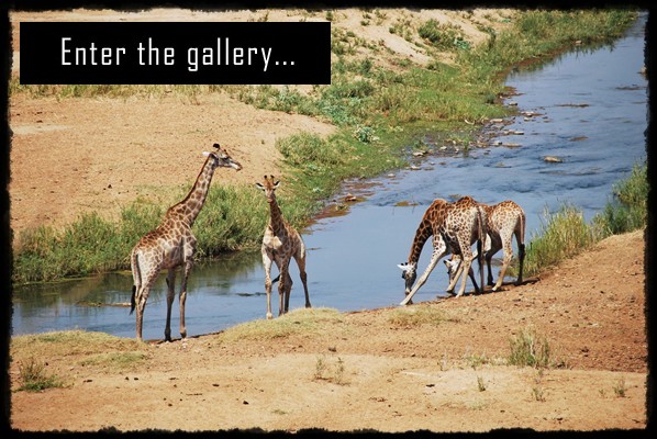Park Narodowy Krugera, kruger national park, sud africa, south africa, rpa, republika poludniowej afryki