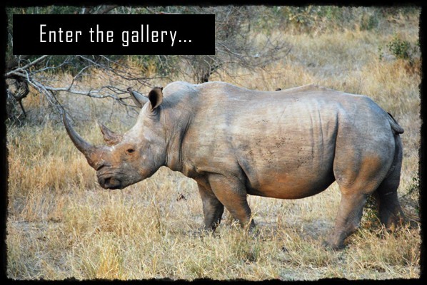 Park Narodowy Krugera, kruger national park, sud africa, south africa, rpa, republika poludniowej afryki, nosorozec, rinoceronte, rino, rhino