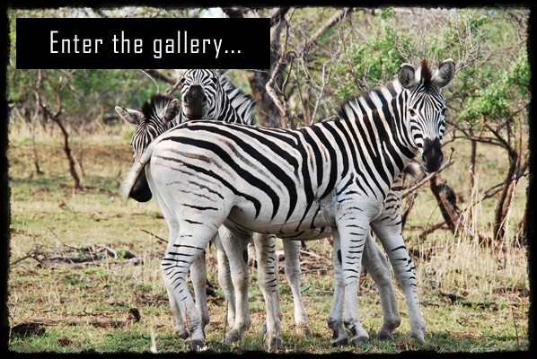 Hluhluwe - Infolozi Park, cz Hluhluwe, iSimangaliso Wetland Park, Sodwana Bay, rpa