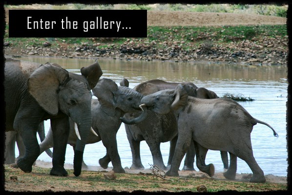 addo, addo national park, parco nazionale addo, elefanti, elefantino, elephants, little elephant, slonie, slon, sloniatko