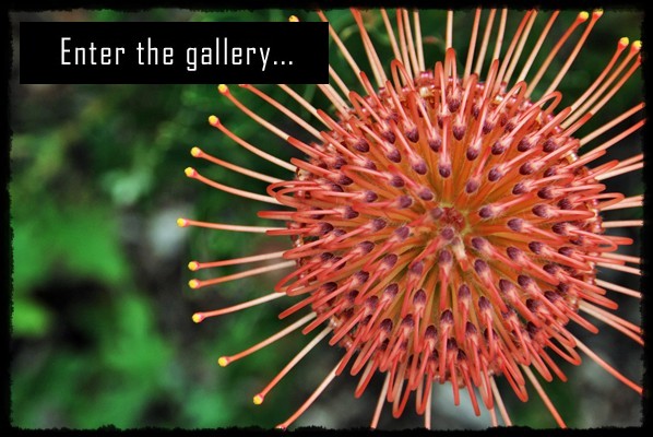 Ogrody botaniczne Kapsztadu, Kirstenbosch National Botanical Gardens, Góra Stołowa, table mountain, cape town, citta del capo, cape town botanical garden, protea, proteas, rpa, republika poludniowej afryki