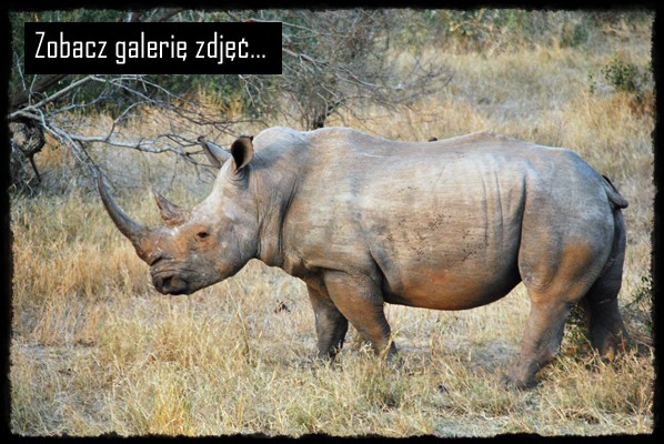 Park Narodowy Krugera, kruger national park, sud africa, south africa, rpa, republika poludniowej afryki, nosorozec, rinoceronte, rino, rhino