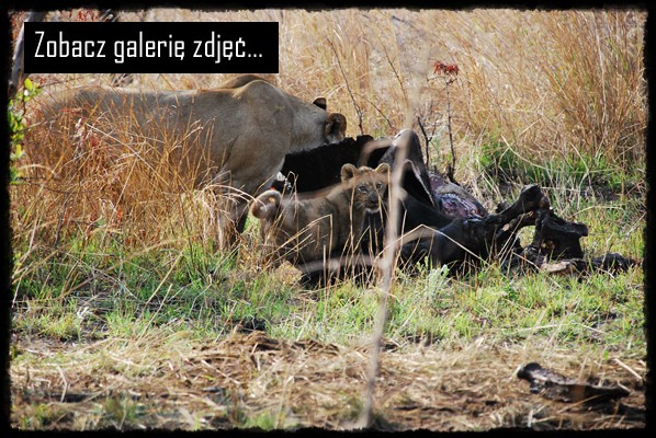 Park Narodowy Krugera, kruger national park, sud africa, south africa, rpa, republika poludniowej afryki, leoni, leonessa, cuccioli, leoncini, lewki, lwy, male lwy, leons, little leon
