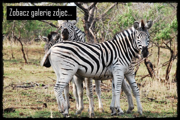 Hluhluwe - Infolozi Park, część Hluhluwe, iSimangaliso Wetland Park, Sodwana Bay, rpa