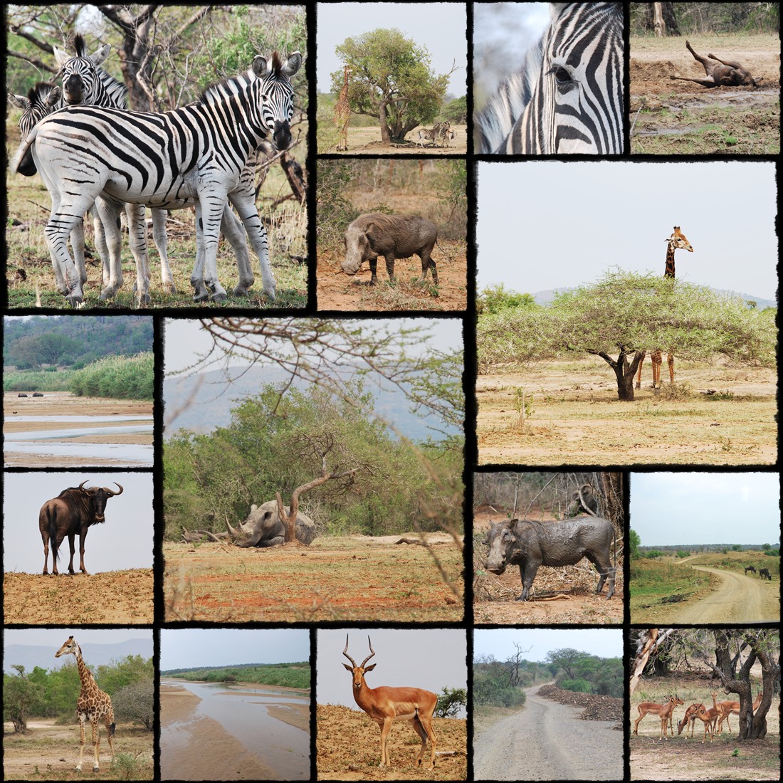 hluhluwe, infolozi national park, infolozi, shakaland, wioska zulu, zuluska, zulu village