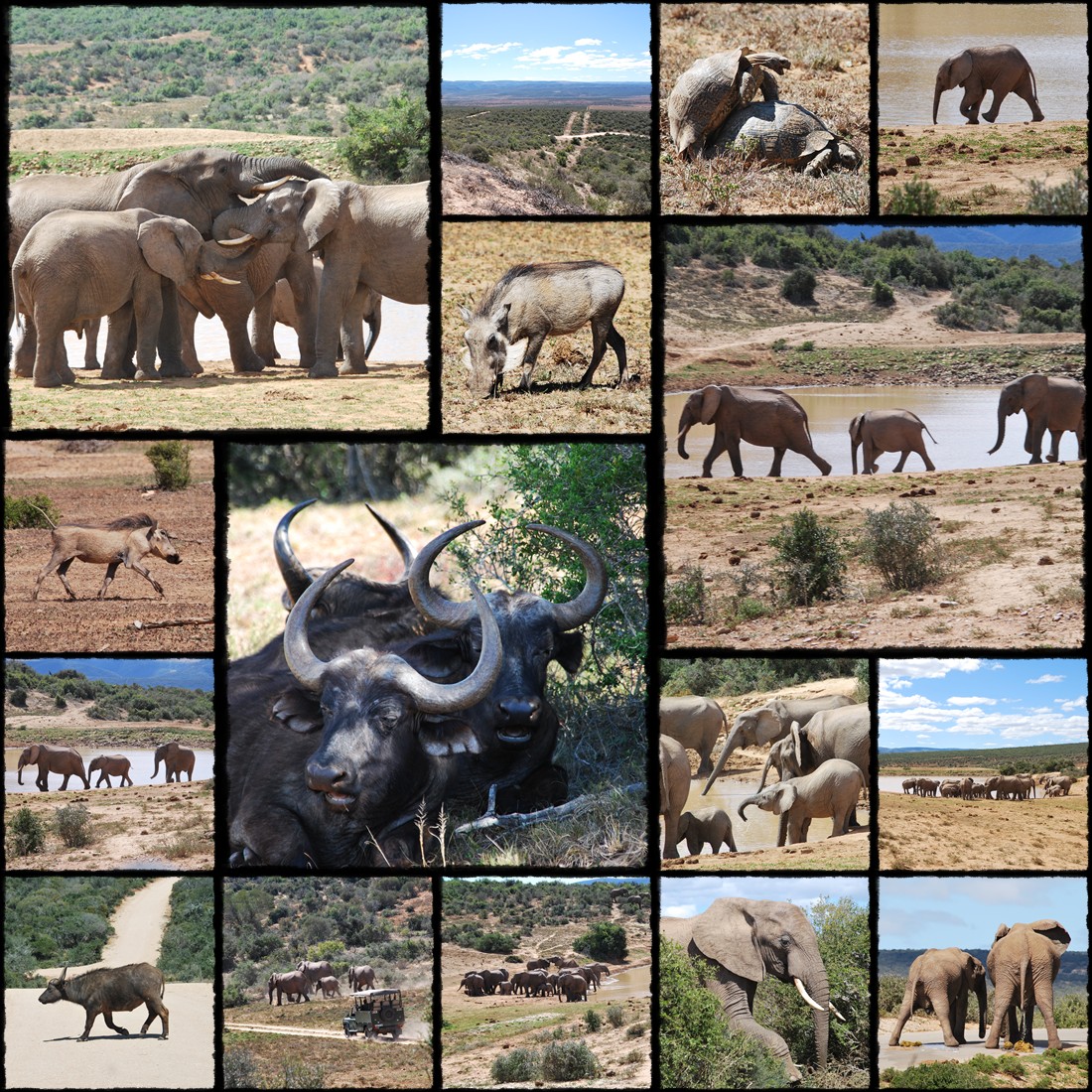 addo, addo national park, parco nazionale addo, elefanti, elefantino, elephants, little elephant, slonie, slon, sloniatko
