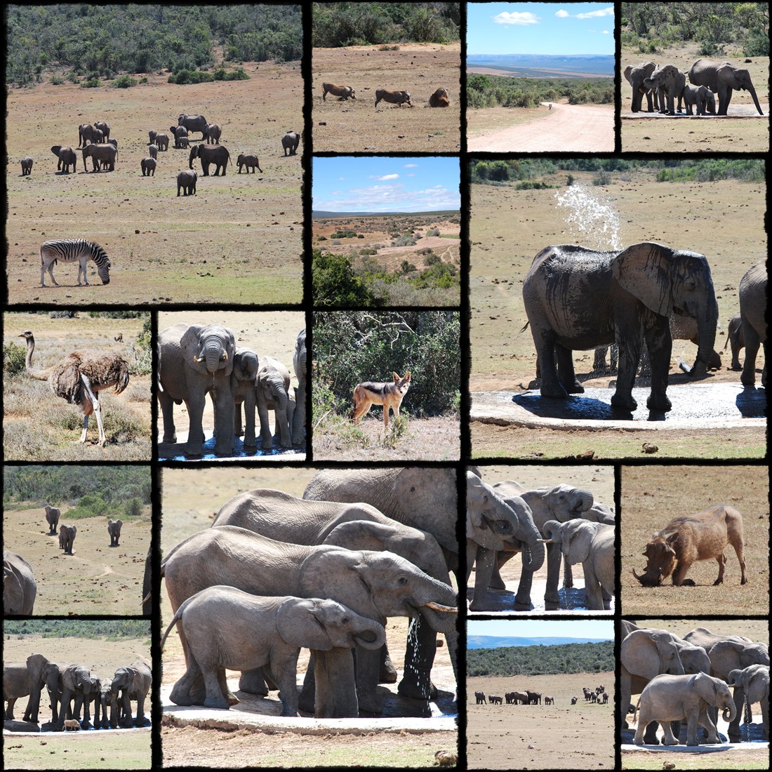 addo, addo national park, parco nazionale addo, elefanti, elefantino, elephants, little elephant, slonie, slon, sloniatko