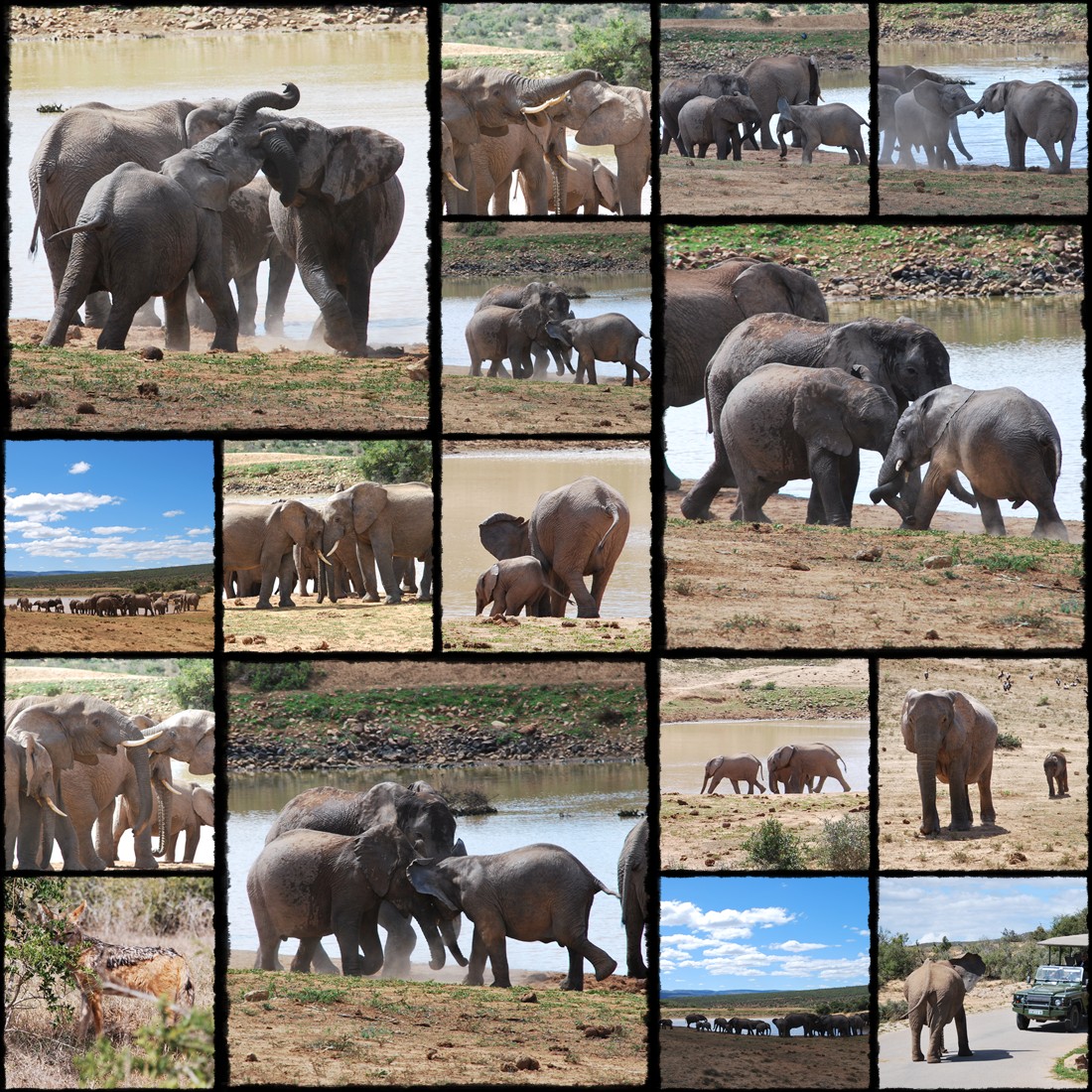 addo, addo national park, parco nazionale addo, elefanti, elefantino, elephants, little elephant, slonie, slon, sloniatko