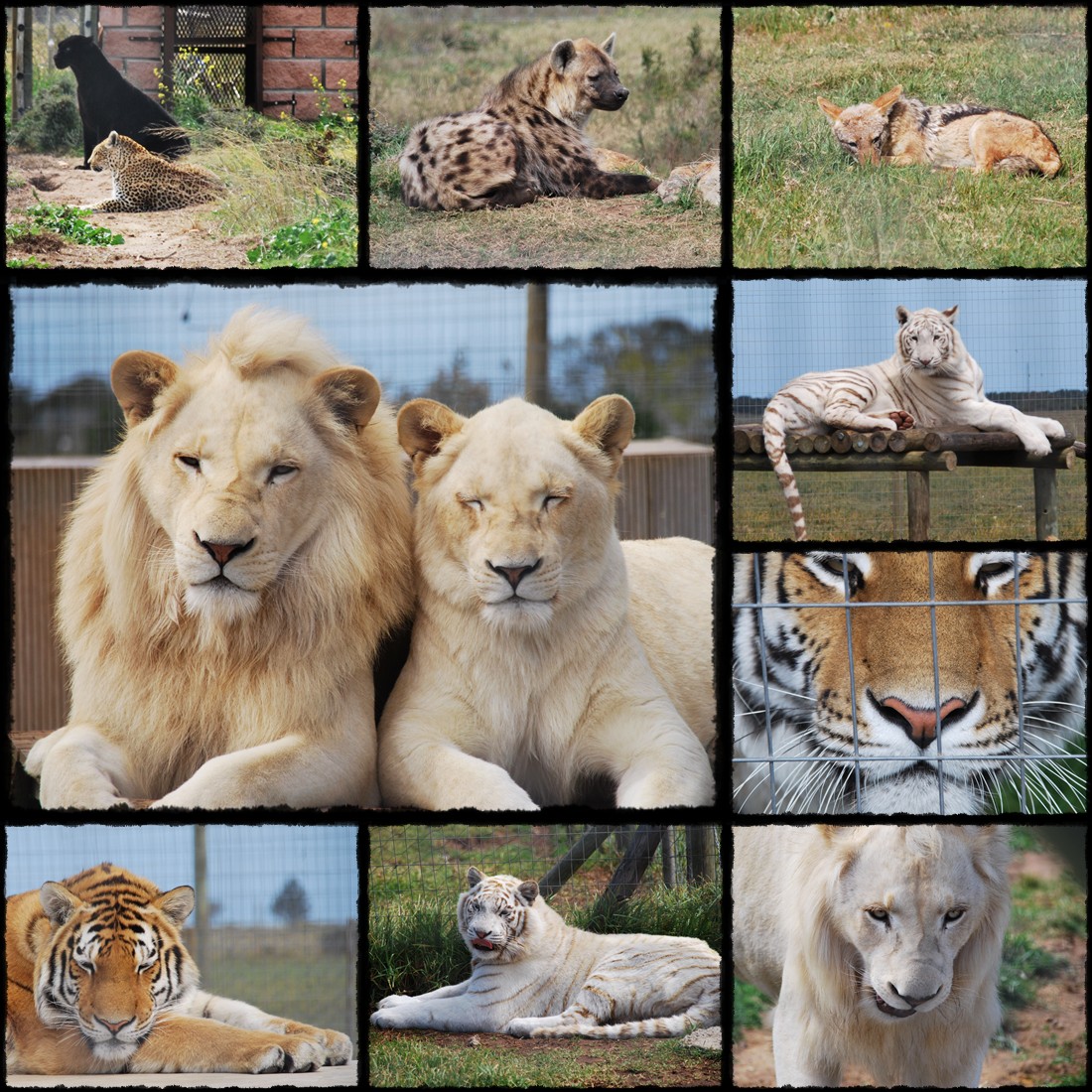 Mossel Bay, Jukani Wildlife Sanctuary, Cape Agulhas, Przylądek Igielny, Hermanus, white leon, leone bianco, bialy lew, hiena