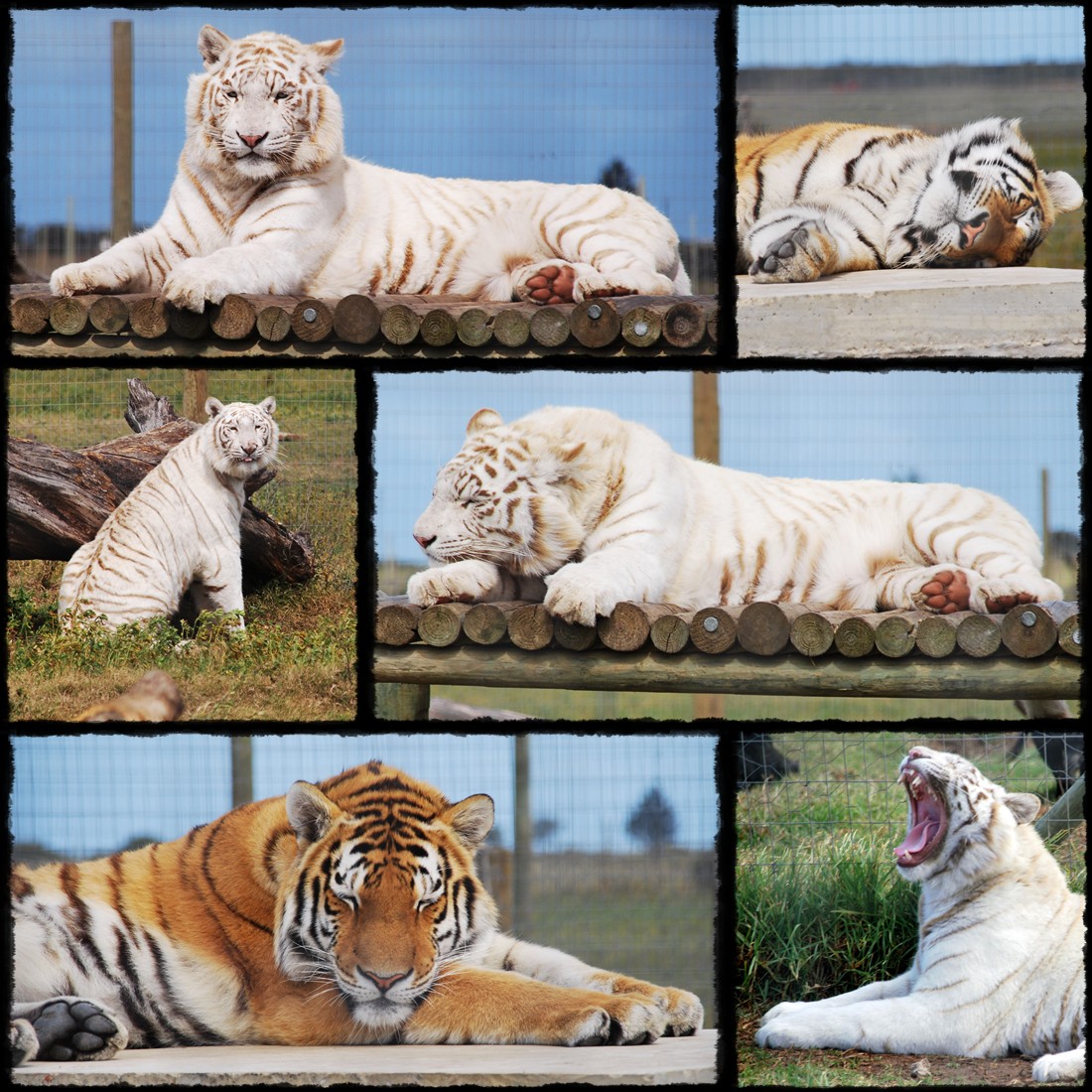 Mossel Bay, Jukani Wildlife Sanctuary, Cape Agulhas, Przylądek Igielny, Hermanus, white leon, leone bianco, bialy lew, white tiger, tiger, bialy tygrys, biale tygrysy, tigra bianca