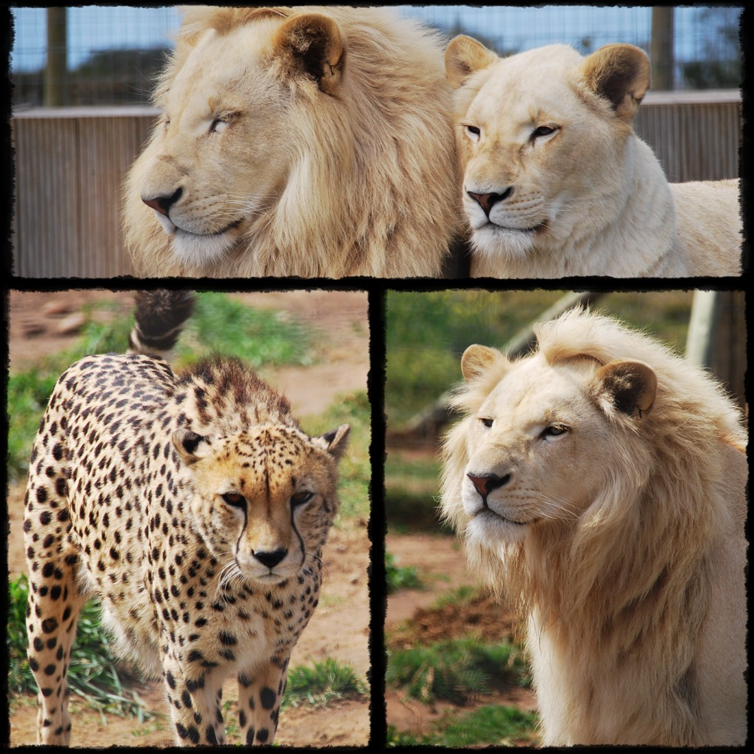 Mossel Bay, Jukani Wildlife Sanctuary, Cape Agulhas, Przyldek Igielny, Hermanus