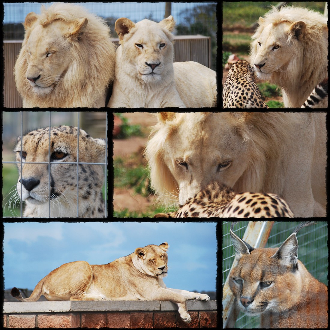 Mossel Bay, Jukani Wildlife Sanctuary, Cape Agulhas, Przylądek Igielny, Hermanus, jukani, wildlife, white leon, gepard, cheetach