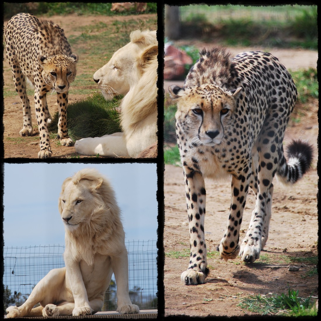 Mossel Bay, Jukani Wildlife Sanctuary, Cape Agulhas, Przylądek Igielny, Hermanus, white leon, leone bianco, bialy lew