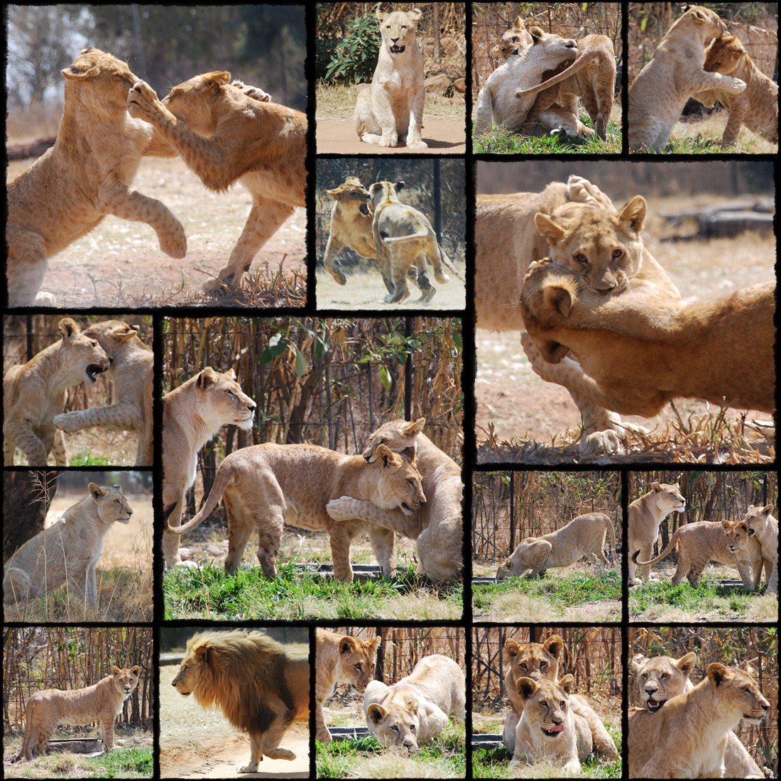 lion park, johannesburg, park lwów, leoni sud africa