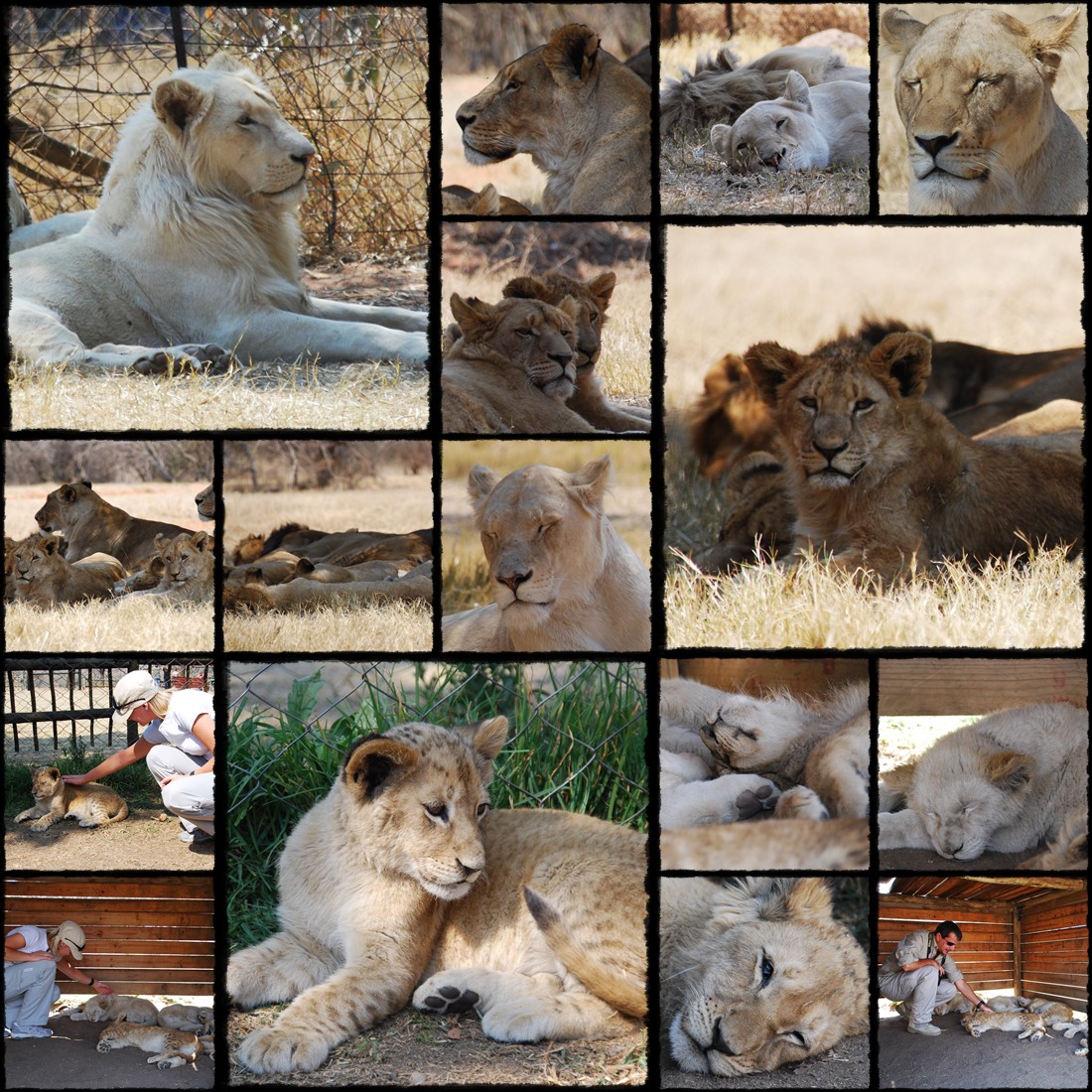 lion park, johannesburg, park lwów, leoni sud africa