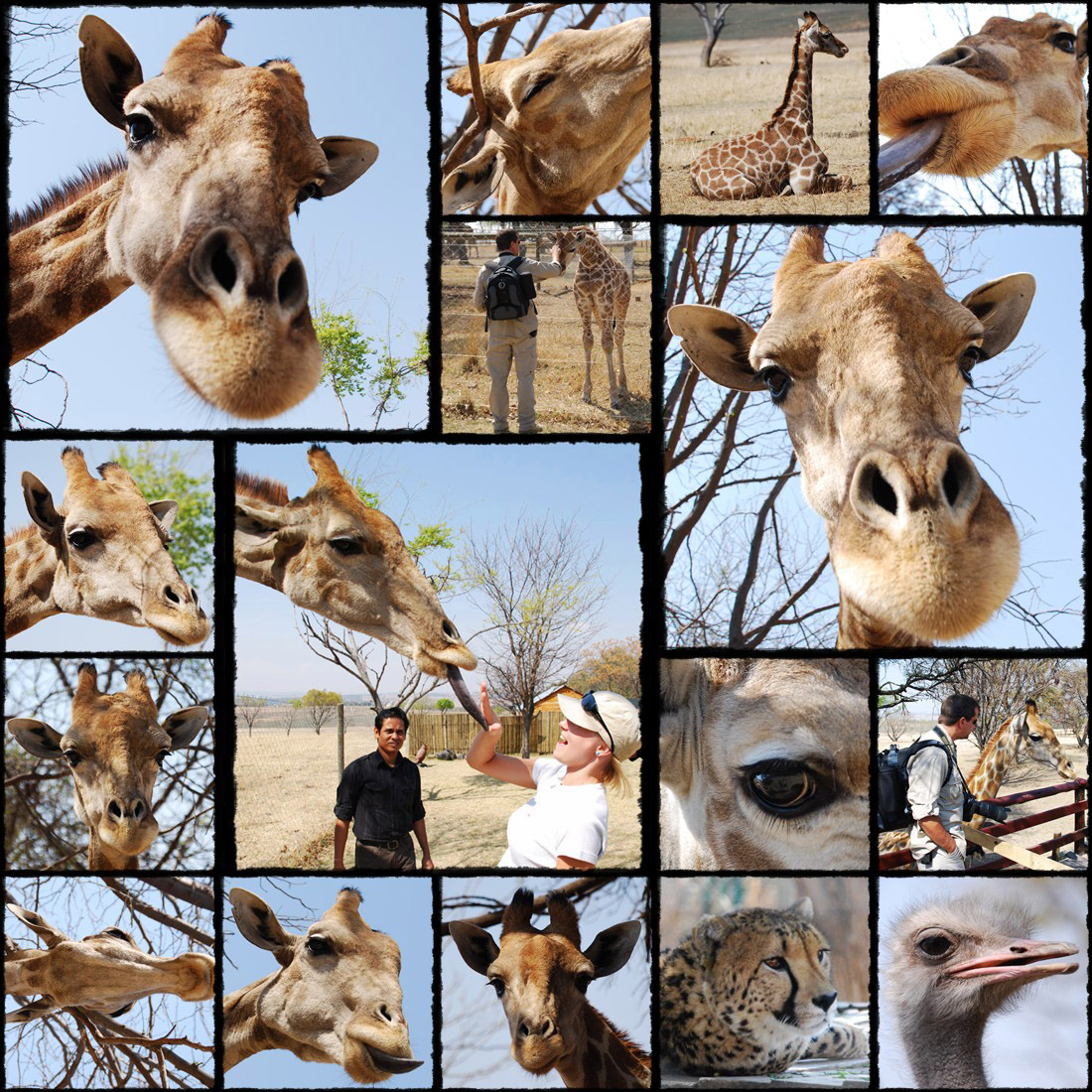 lion park, johannesburg, park lwów, leoni sud africa, zyrafa, zyrafka, zyrafki, giraffa, giraffe, giraffina, giraff