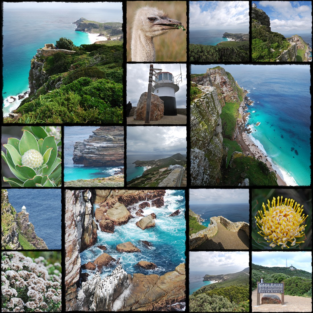 Kapsztad, Green Point, Muizenberg, False Bay, Fish Hoek, Simon's Town, Boulder's Beach, kolonia pingwinw, Cape Point National Park, Park Narodowy Pwyspu Przyldkowego, Przyldek Dobrej Nadziei, Obserwowanie wielorybw, Simon's Town, Muinzenberg, struzzo, strus