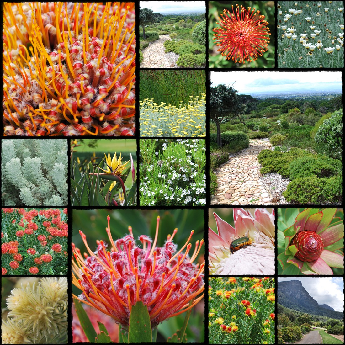 Ogrody botaniczne Kapsztadu,  Kirstenbosch National Botanical Gardens, Gra Stoowa, table mountain, cape town, citta del capo, cape town botanical garden, protea, proteas, rpa, republika poludniowej afryki