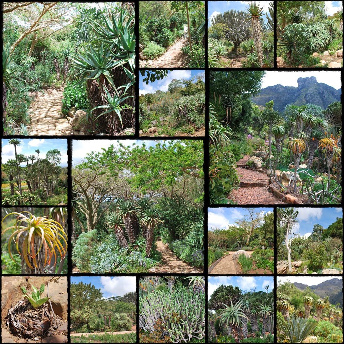 Ogrody botaniczne Kapsztadu,  Kirstenbosch National Botanical Gardens, Gra Stoowa, table mountain, cape town, citta del capo, cape town botanical garden, protea, proteas, rpa, republika poludniowej afryki
