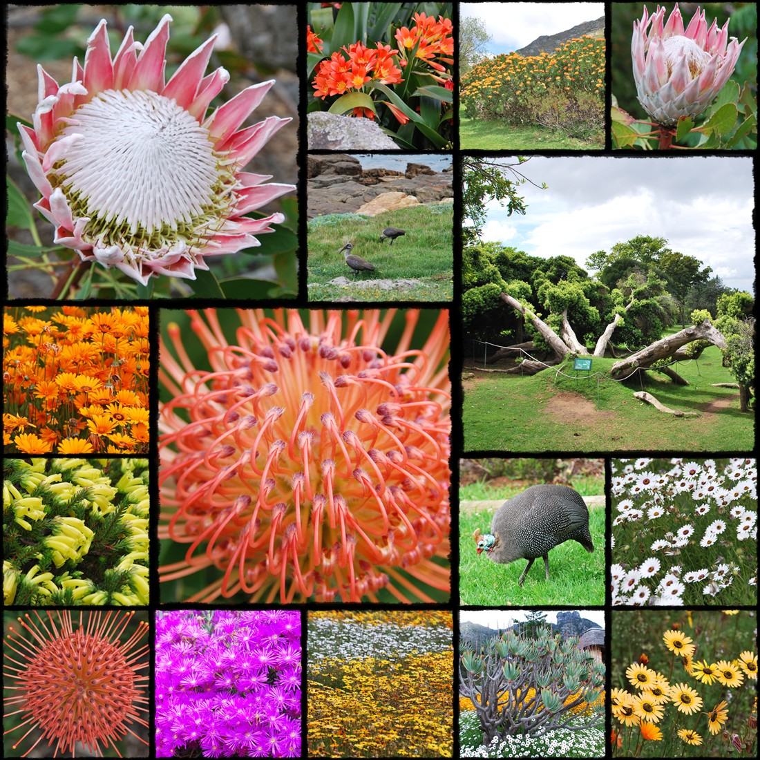 Ogrody botaniczne Kapsztadu,  Kirstenbosch National Botanical Gardens, Gra Stoowa, table mountain, cape town, citta del capo, cape town botanical garden, protea, proteas, rpa, republika poludniowej afryki