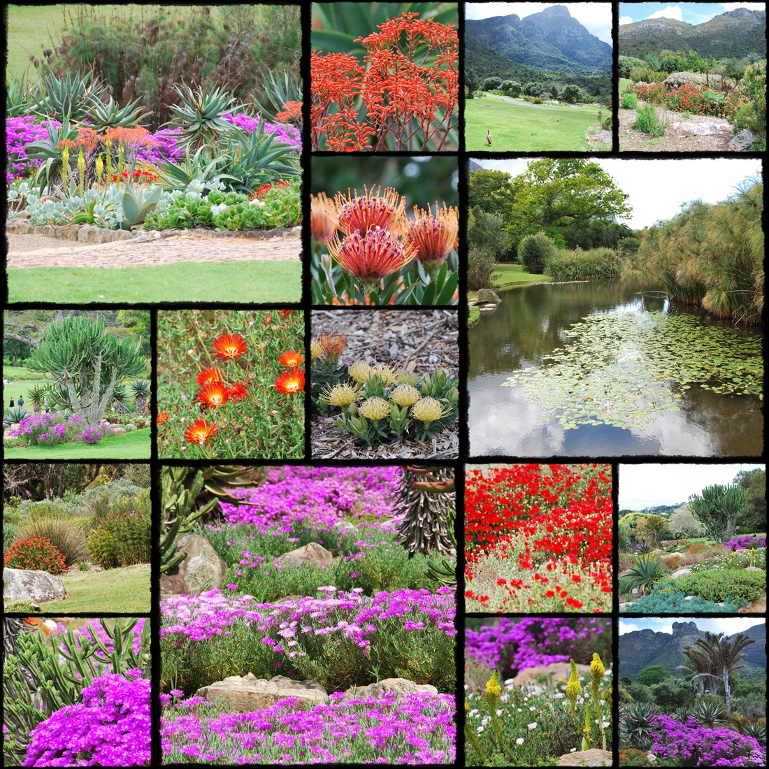 Ogrody botaniczne Kapsztadu,  Kirstenbosch National Botanical Gardens, Gra Stoowa, table mountain, cape town, citta del capo, cape town botanical garden, protea, proteas, rpa, republika poludniowej afryki