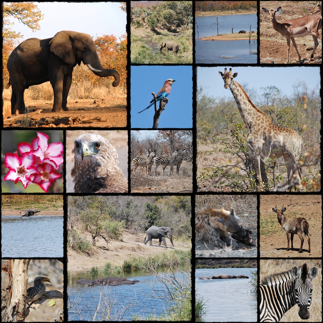 Park Narodowy Krugera, kruger national park, sud africa, south africa, rpa, republika poludniowej afryki, elephant, giraffe, gnu, slonie, afryka, antylope, antylopy