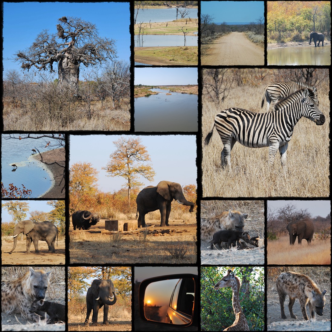 Park Narodowy Krugera, kruger national park, sud africa, south africa, rpa, republika poludniowej afryki, elephant, giraffe, gnu, slonie, afryka, antylope, antylopy