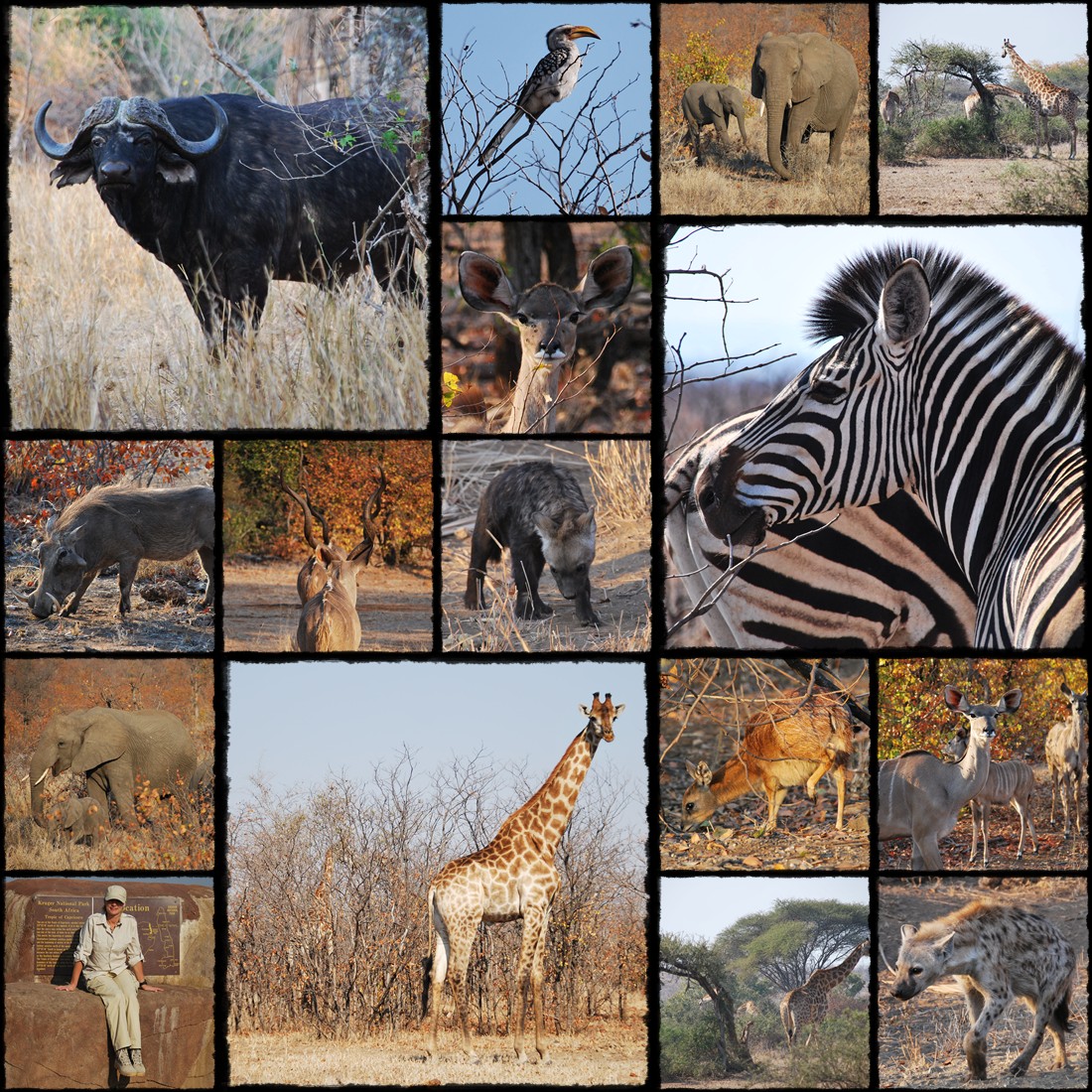 Park Narodowy Krugera, kruger national park, sud africa, south africa, rpa, republika poludniowej afryki, elephant, giraffe, gnu, slonie, afryka, antylope, antylopy, bawoly, buffalo