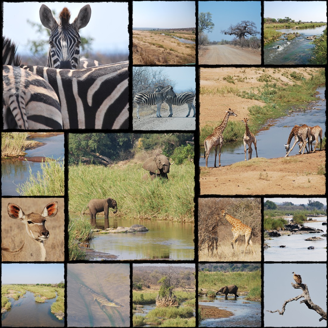 Park Narodowy Krugera, kruger national park, sud africa, south africa, rpa, republika poludniowej afryki, elephant, giraffe, gnu, slonie, afryka, antylope, antylopy, zebra, zebre