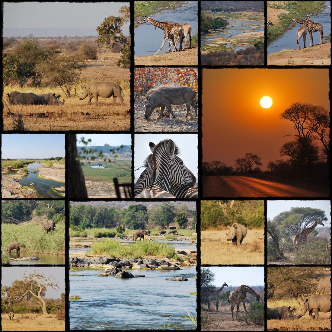 Park Narodowy Krugera, kruger national park, sud africa, south africa, rpa, republika poludniowej afryki, elephant, giraffe, gnu, slonie, afryka, antylope, antylopy