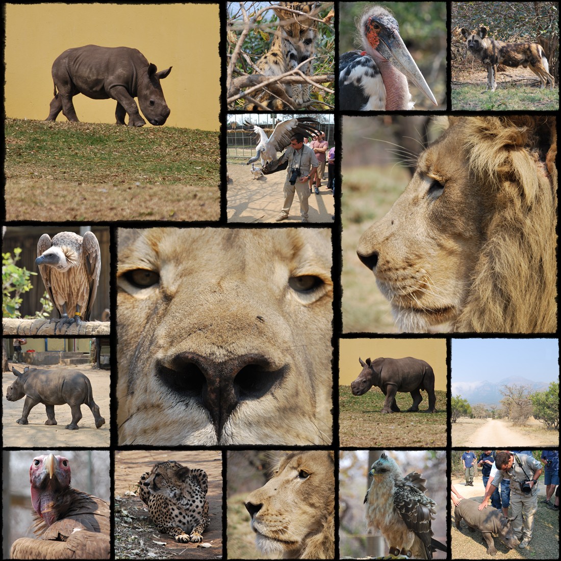 moholoholo rehabilitation centre, olifants river cruise, rinocerontino, rinoceronte, nosorozec