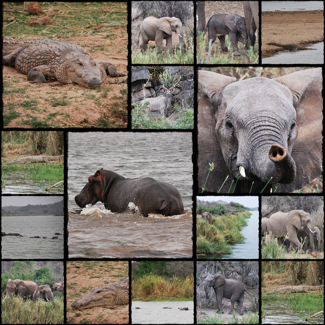 moholoholo rehabilitation centre, olifants river cruise, slon, slonie, elephant, elephants, elefanti, crocodile, cocodrillo, antilopa, hipopotamo, hipopotam