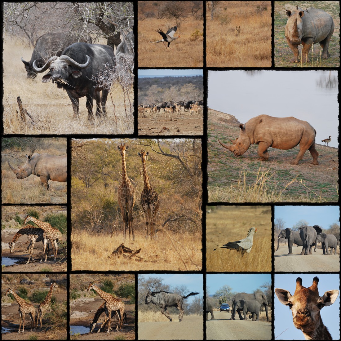 Park Narodowy Krugera, kruger national park, sud africa, south africa, rpa, republika poludniowej afryki, elephant, giraffe, gnu, slonie, afryka, antylope, antylopy, rinoceronte, nosorozec bialy, czarny