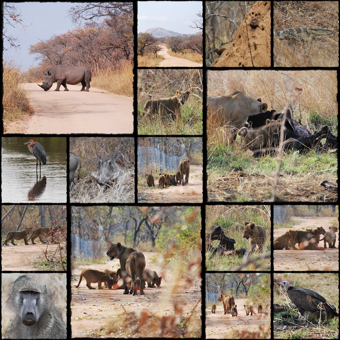 Park Narodowy Krugera, kruger national park, sud africa, south africa, rpa, republika poludniowej afryki, leoni, leonessa, cuccioli, leoncini, lewki, lwy, male lwy, leons, little leon