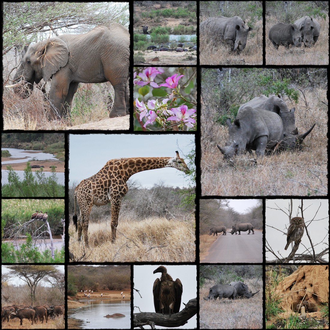 Park Narodowy Krugera, kruger national park, sud africa, south africa, rpa, republika poludniowej afryki, leoni, leonessa, cuccioli, leoncini, lewki, lwy, male lwy, leons, little leon