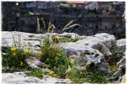 matera_826.JPG