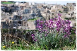 matera_830.JPG