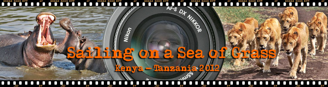 kenya, tanzania, masai mara, serengeti, manyara, ngorongoro
