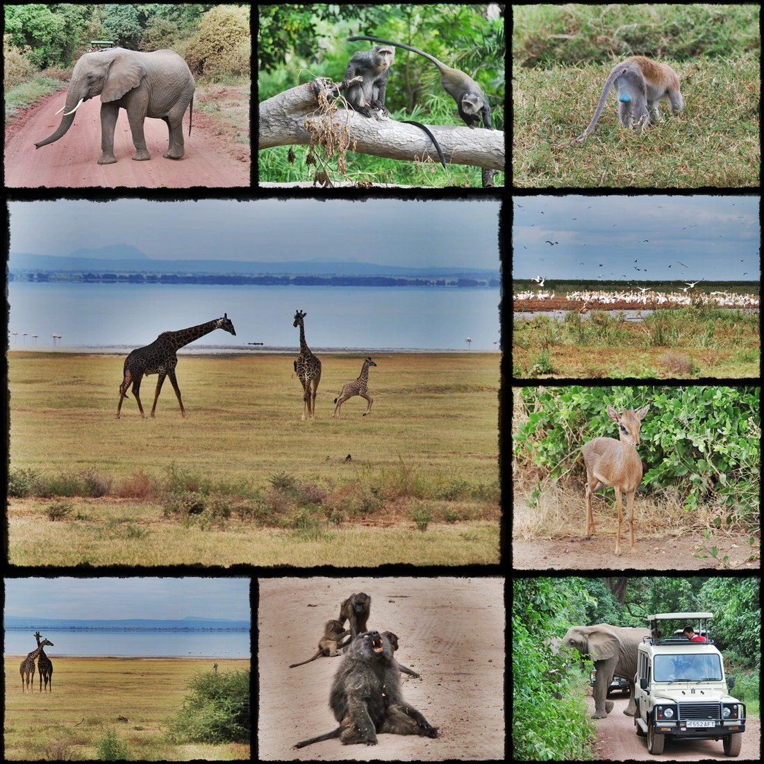 kenya, tanzania, serengeti, nakuru, nakuru lake, manyara, masai mara