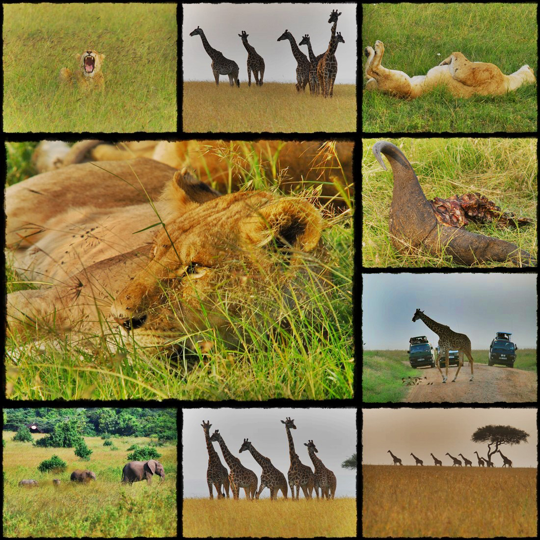 kenya, tanzania, serengeti, nakuru, nakuru lake, manyara, masai mara